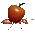 furnică imagini-animate-gif